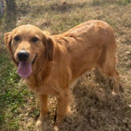 Ariel - Golden Retriever