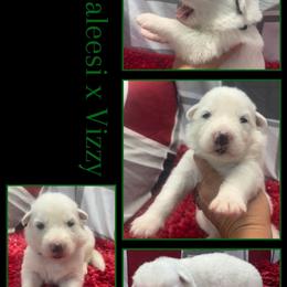 KIWI BOY - White male German Shepherd puppy in Apache Junction, Arizona from CS Vista Farms