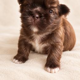 Chester - Brindle male Shih Tzu puppy in Jones, Oklahoma from J&R Aussies/Shih Tzu