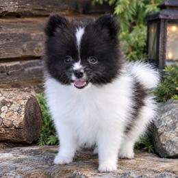Black-and-white party male two - Black parti male Pomeranian puppy in Jacksonville, North Carolina from Pomeranians DelReal