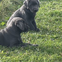 Labrador Retrievers from Nussbaum Acres
