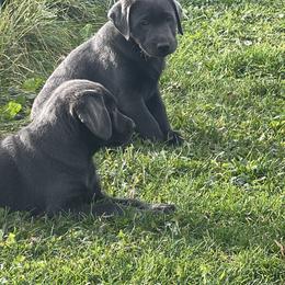 Labrador Retrievers from Nussbaum Acres