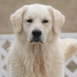 Golden Retriever All Grown Up from Camp Rezy