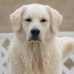 Golden Retriever All Grown Up from Camp Rezy