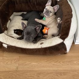 French Bulldog Puppies from Bleu Rock French Bulldogs