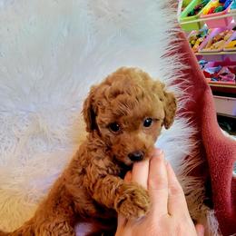Ella - Red  female Poodle puppy in Montrose, Pennsylvania from Tales Of Joy