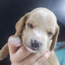 Tequila - Red female Dachshund puppy in Bigfork, Minnesota from Long Ears and Long Dogs Ranch