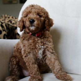 Taylor - Apricot female Goldendoodle puppy in College Station, Texas from Em & El Doodles