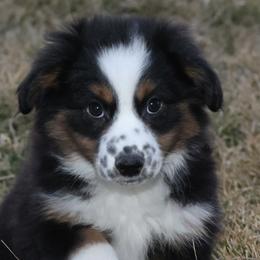 Aussiedoodles, Miniature American Shepherds, and Miniature Australian Shepherds from North Lake Aussies