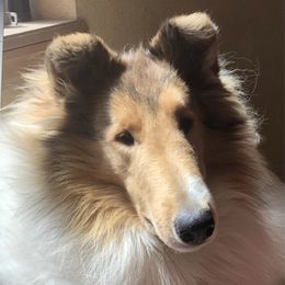 Tucker - Collie