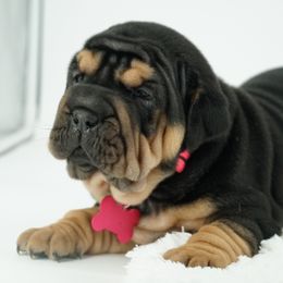 Chinese Shar-Pei, Cocker Spaniel, and Companion Cross Puppies from Mini Hippo Land