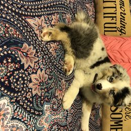 Australian Shepherd Puppies from Soggy Bottom Farms