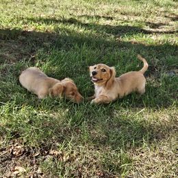 Dachshund Puppies from Boot Scootin Pups