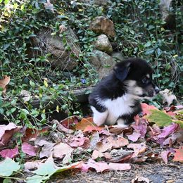 Pembroke Welsh Corgi Puppies from A&A’s Adorable Corgis