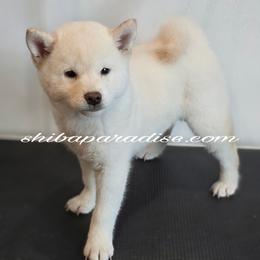 Mika - Cream female Shiba Inu puppy in Tualatin, Oregon from Shiba Paradise