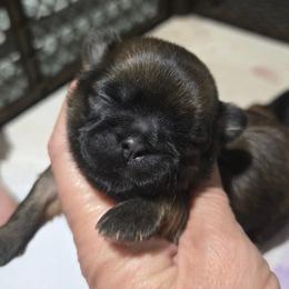Female Chocolate or Liver - Chocolate female Shih Tzu puppy in Missouri from Farm Animal Mommy Shih tzu's Michalek Dog Breeder