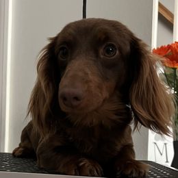 Beans - Dachshund