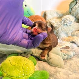 TEDDY - Orange sable male Pomeranian puppy in Childersburg, Alabama from A Sample Of Gods Love Kennels