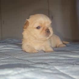 Gemma - Cream and white female Shih Tzu puppy in Los Banos And Bay Area, California from Shantii's Shih Tzu's