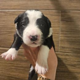 Boy 1 - Black and white male Border Collie puppy in Caledonia, Michigan from Magnolia Acres