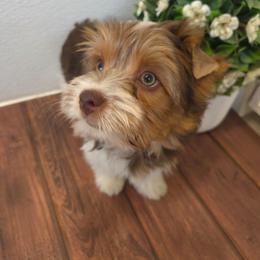 Orange collar - Parti male Yorkshire Terrier puppy in Mcconnellsburg, Pennsylvania from Buffy's Little Blessings