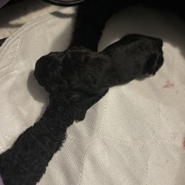 Poodle Puppies from KG Poodle Haus