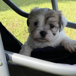 Ruby - White female Havanese puppy in Cadwell, Georgia from Hashtag Havenese