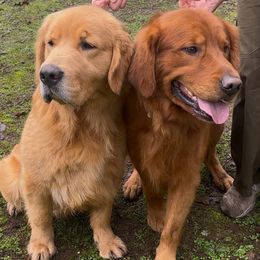 Girl 1 - Dark golden Golden Retriever puppy in Oregon City, Oregon from N.W. Mountain Retrievers