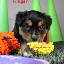 Ginger BTF6 - Black tri female Miniature Australian Shepherd puppy in Elgin, Oregon from LongMile Aussies