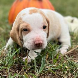 AKC Loki - Lemon and white male Beagle puppy in Rogersville, Missouri from Hales Little Beagle Haven