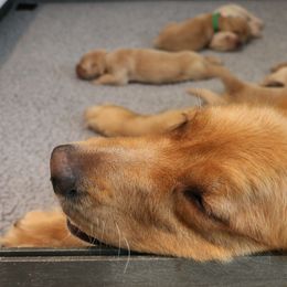 Golden Retriever Puppies from Pebble Creek Golden Retrievers