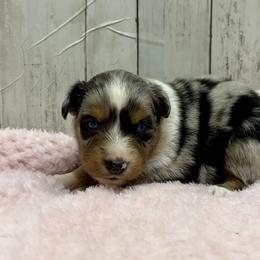 Talia - Blue merle female Australian Shepherd puppy in Oak Hill, Florida from Swingin T Ranch LLC