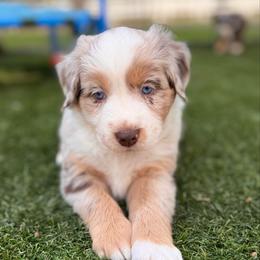 Cedar - Red merle male Australian Shepherd puppy in Ramona, California from Blue Moon Aussies
