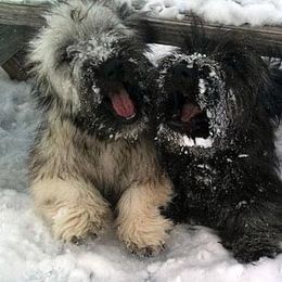 Skye Terrier Puppies from Solana Skye Terriers, Reg.