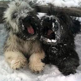Skye Terrier Puppies from Solana Skye Terriers, Reg.