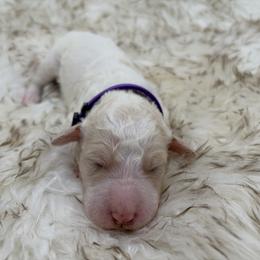 Poodle Puppies from Wild Suns Farm