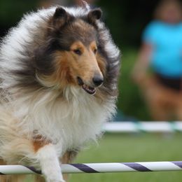 Collies from Whitemoor Collies