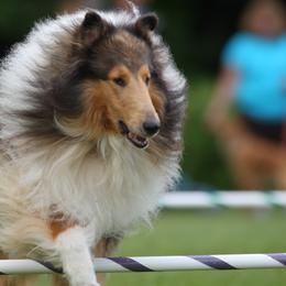 Collies from Whitemoor Collies