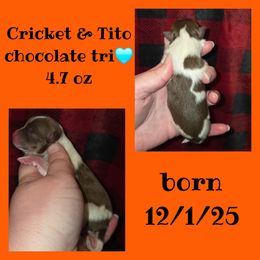 Boy 1 - Chocolate parti male Pomeranian puppy in Creswell, North Carolina from Grace's Poms🐾💕