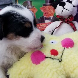 Russell Terrier Puppies from Hearthrob Haven