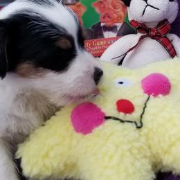 Russell Terrier Puppies from Hearthrob Haven