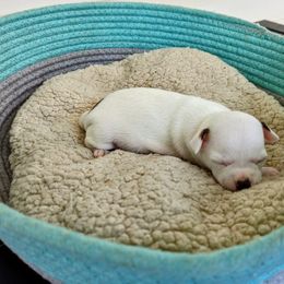 Chihuahua Puppies from Wilds Farms