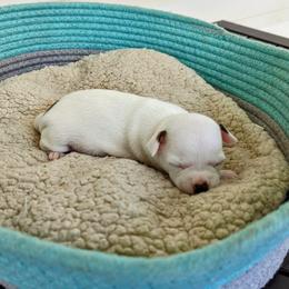 Chihuahua Puppies from Wilds Farms