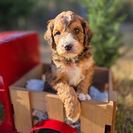 Biscotti - Chocolate male Goldendoodle puppy in Leander, Texas from Doodle Doula