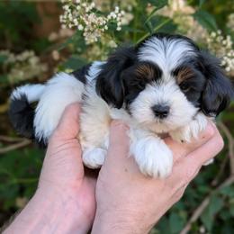 Lisa - Black and white female Shihpoo puppy in Coshocton, Ohio from Forever Family Puppies