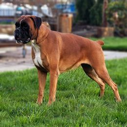 Zuzu - Boxer