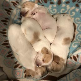 Dachshund puppies from A and G Dachsunds