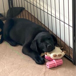 Labrador Retriever Puppies from Triple L Labs & Co.