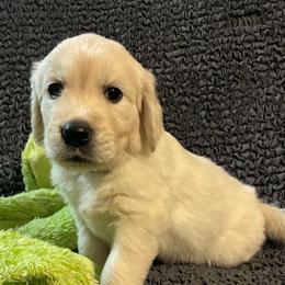 Chase - Light golden male Golden Retriever puppy in Phoenix, Arizona from Ashrose Kennels