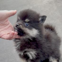 Hank - Black male Pomsky puppy in Long Grove, Illinois from Windy City Pomsky